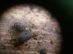 Pselaphinae