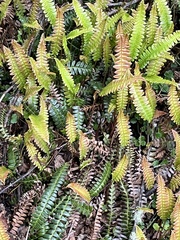 Blechnum penna-marina