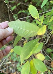 Chionanthus virginicus
