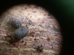 Pselaphinae