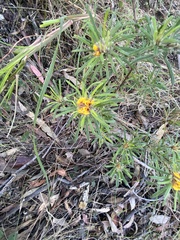 Pultenaea petiolaris