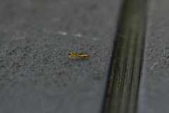 Erechthias decoranda