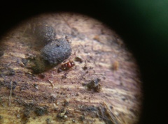 Pselaphinae