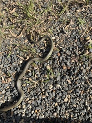 Dendrelaphis punctulatus