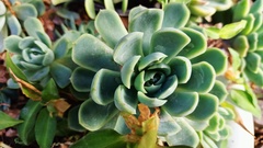 Echeveria elegans