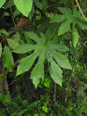 Oreopanax cecropifolius