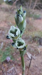 Chloraea bletioides
