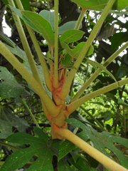 Oreopanax cecropifolius