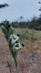 Chloraea bletioides