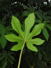 Oreopanax cecropifolius