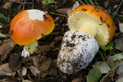 Amanita caesarea