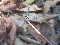 Erythrodiplax attenuata