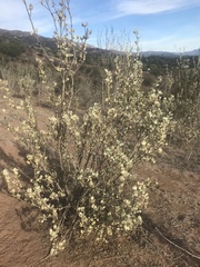 Malvaceae
