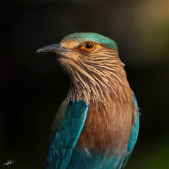 Coracias benghalensis