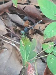 Erythrodiplax attenuata