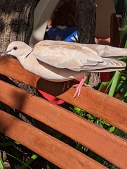 Streptopelia roseogrisea