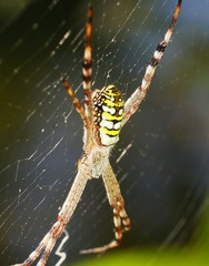 Argiope picta