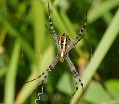 Argiope picta