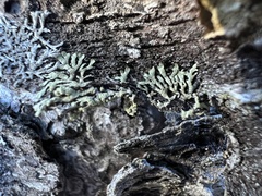 Parmeliopsis capitata