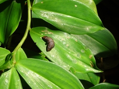 Quadrus cerialis