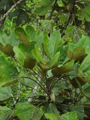 Oreopanax obtusilobus