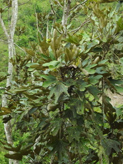Oreopanax obtusilobus