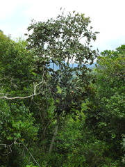 Oreopanax obtusilobus