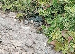 Liolaemus zapallarensis