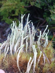 Cladonia sulphurina