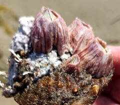 Paraconcavus pacificus