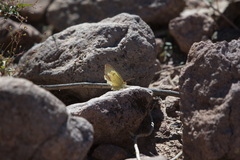 Abaeis mexicana