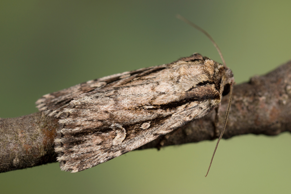 Dichagyris signifera