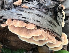 Merulius tremellosus