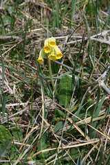 Primula veris veris