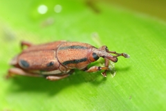 Sphenocorynes kosempoensis