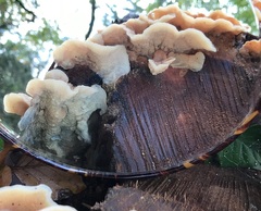 Merulius tremellosus