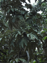 Oreopanax obtusilobus