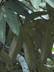 Oreopanax obtusilobus