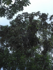 Oreopanax obtusilobus