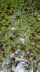 Myriophyllum aquaticum