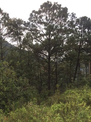 Pinus pseudostrobus