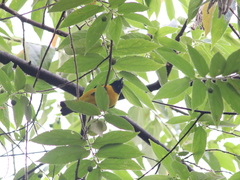 Euphonia luteicapilla image