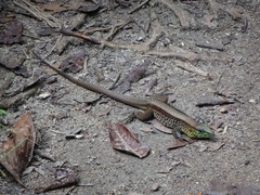 Holcosus quadrilineatus