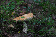 Leccinum