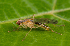 Norellia tipularia