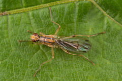 Norellia tipularia