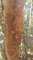 Luma apiculata