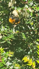 Bombus dahlbomii