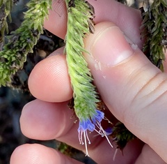 Echium candicans