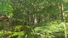 Lophosoria quadripinnata